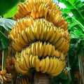 Banana Tree Starter Plant - Musa Gran Nain - Tropical Fruit Plant for Indoor & Outdoor Gardening
