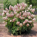 Hydrangea Quercifolia Munchkin Oakleaf Cuttings – 6 Rooted Plants for Garden, Landscape & Containers