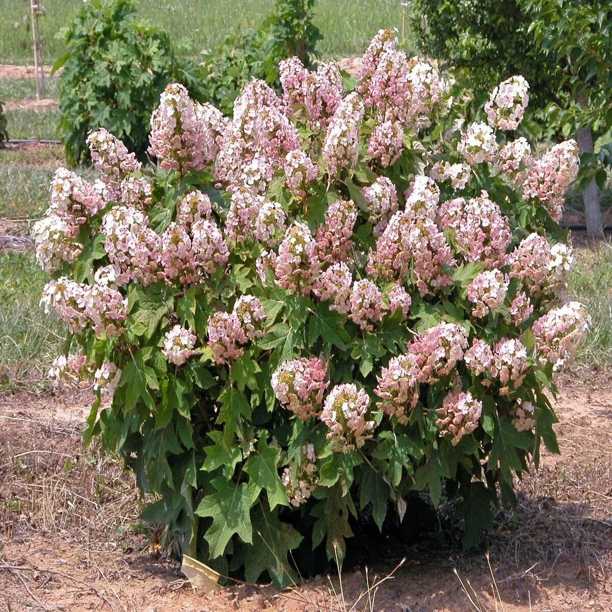 Hydrangea Quercifolia Munchkin Oakleaf Cuttings – 6 Rooted Plants for Garden, Landscape & Containers