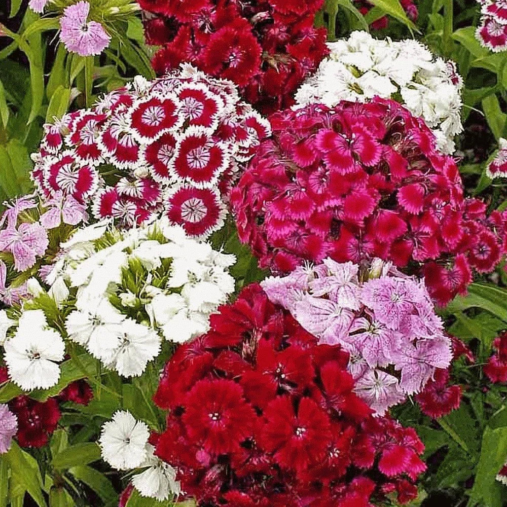 Sweet William Seeds - 200+ Pack - Dianthus barbatus - Fragrant Mixed Colors - Perennial Flower Seeds for Garden Beds & Borders