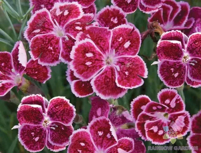 Everlast Lavender Lace Carnation Seeds - 200+ Dianthus caryophyllus Flower Seeds for Garden, Borders, Containers