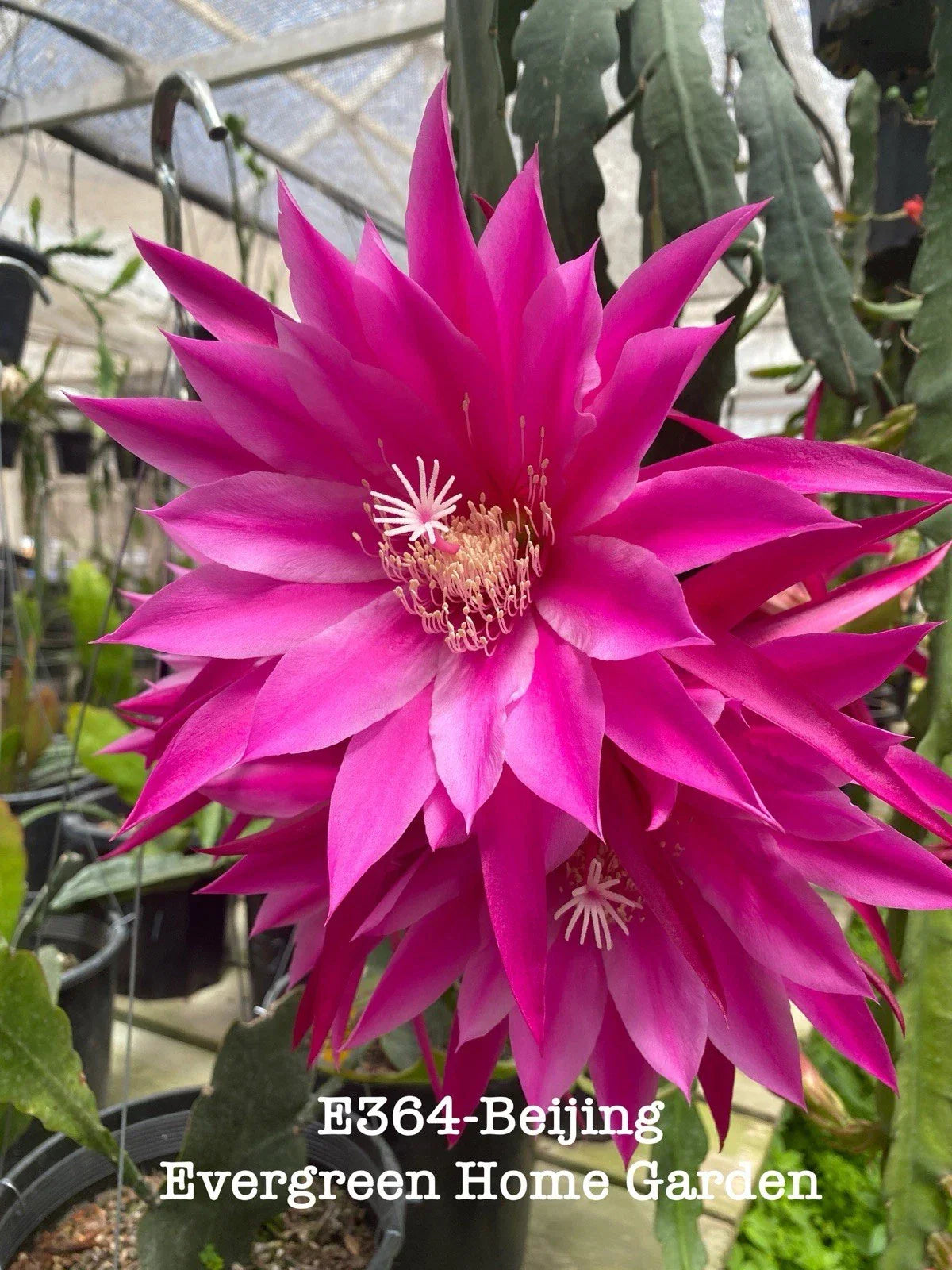 Rooted Epiphyllum Orchid Cactus "Beijing" 4-Inch Starter Pot - Tropical Houseplant, Easy Care, Unique Flower Color