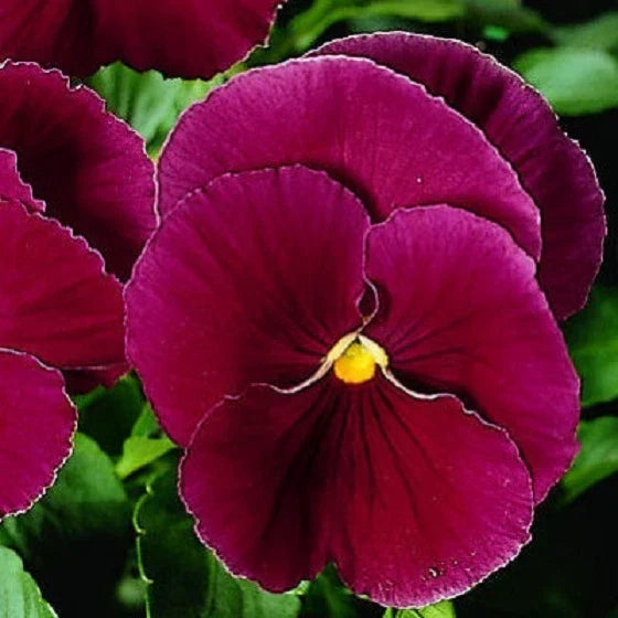 Pansy Seeds 50 Count - Viola tricolor 'Character Clear Rose' Flower Seeds for Garden, Pots & Baskets