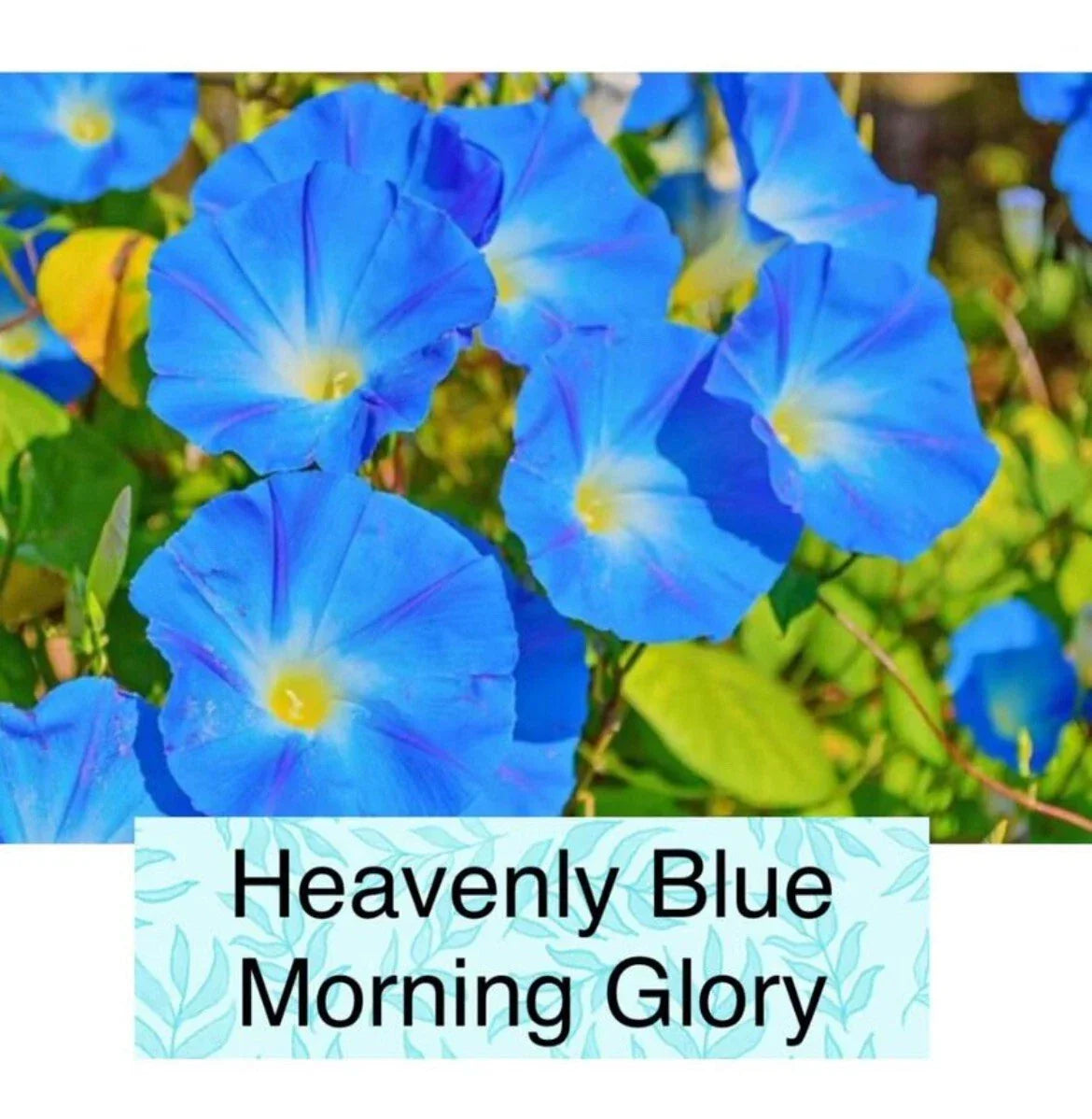 Heavenly Blue Morning Glory Seeds – Non-GMO Ipomoea purpurea Climbing Vine Pack of 50+ for Garden, Fences, Arbors