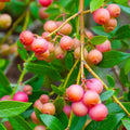 Set of 3 Live Pink Lemonade Blueberry Plants – Rooted 4-6" – Vaccinium corymbosum