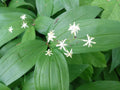 Lily of the Valley Live Plants - Bare Root Rhizomes - Convallaria majalis - Fragrant Ground Cover for Shade Gardens