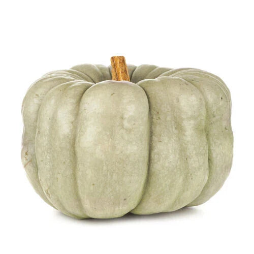 Blue Doll Pumpkin Seeds Pack of 25+ Cucurbita pepo Garden Planting, Blue-Hued Pumpkins, Free Shipping