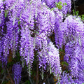 Blue Chinese Wisteria Seeds - Climbing Vine, Blue-Purple Blooms, Wisteria Sinensis, Garden Planting 2025