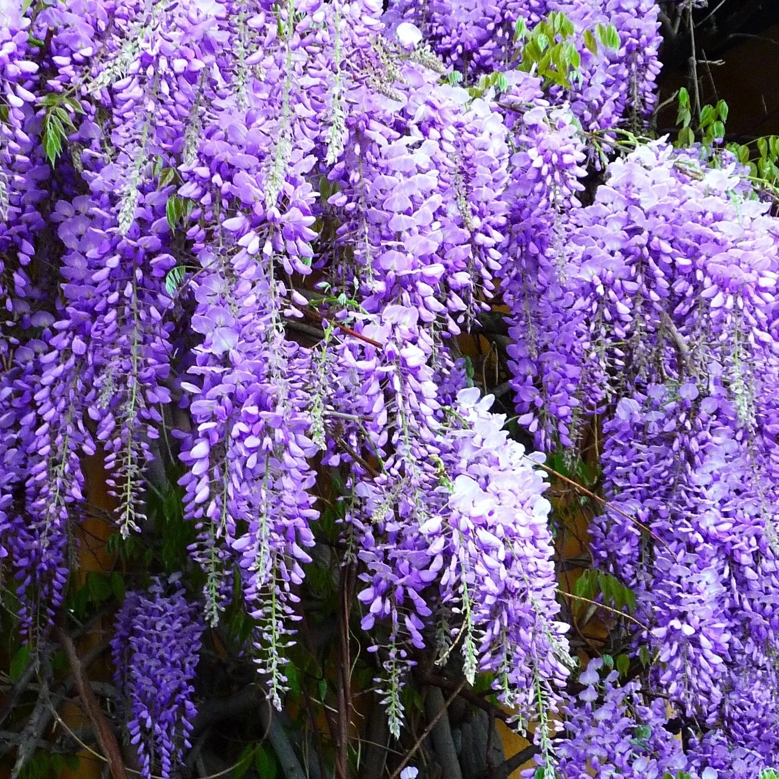 Blue Chinese Wisteria Seeds - Climbing Vine, Blue-Purple Blooms, Wisteria Sinensis, Garden Planting 2025