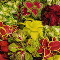 Coleus Seeds - Wizard Mix, Colorful Foliage, Plectranthus scutellarioides, 40 Fresh Seeds for Gardens & Containers