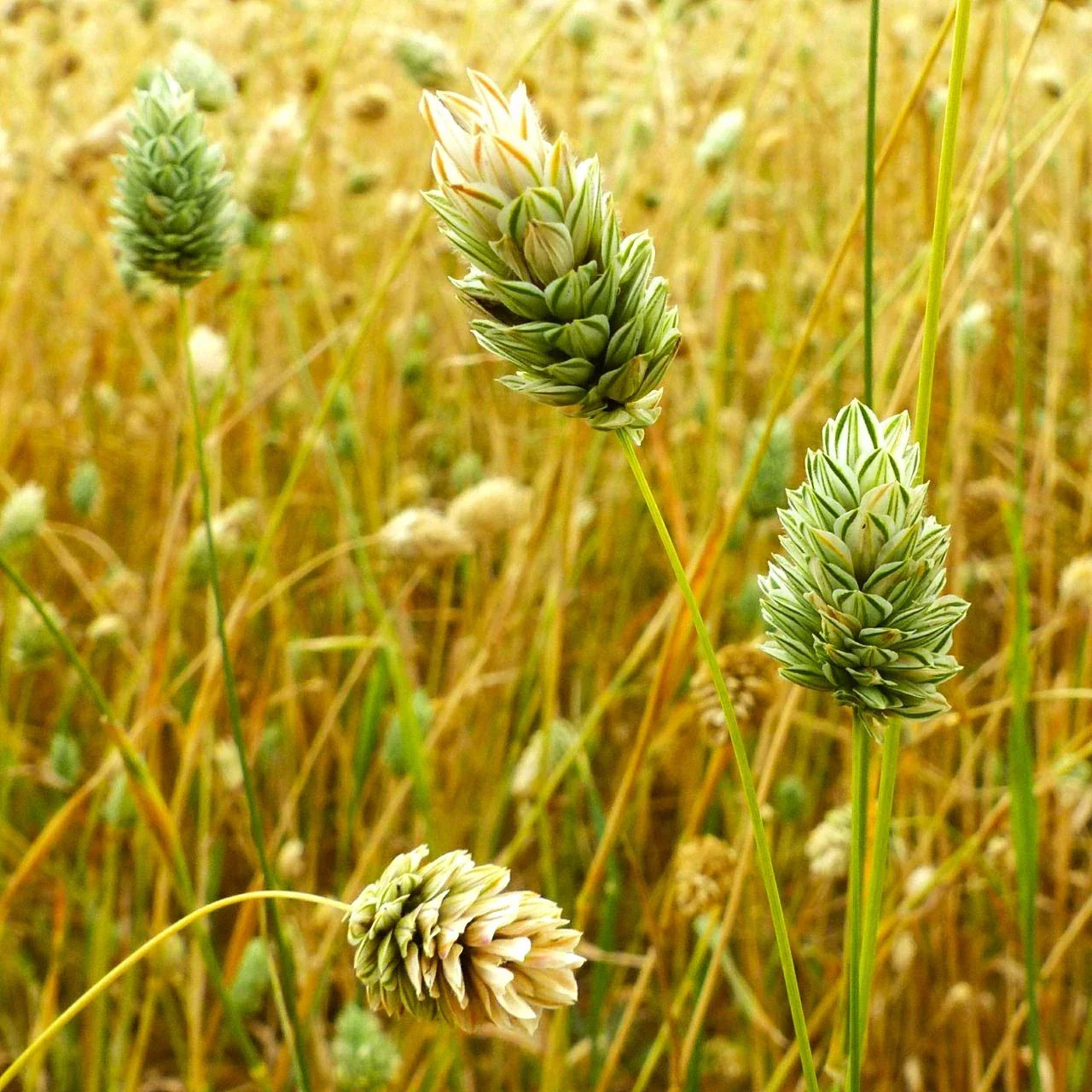 Canary Grass Seeds - Phalaris arundinacea Perennial Grass for Landscaping, Erosion Control & Wildlife Attraction, 2025 Planting
