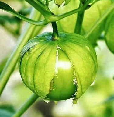 Tomatillo Seeds - Toma Verde, Green Mexican Husk Tomato, Physalis ixocarpa, 2025 Packet