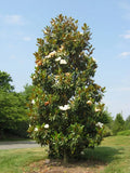 Southern Magnolia Tree - 20-28 Inch Well-Rooted Bracken's Brown Beauty Magnolia grandiflora