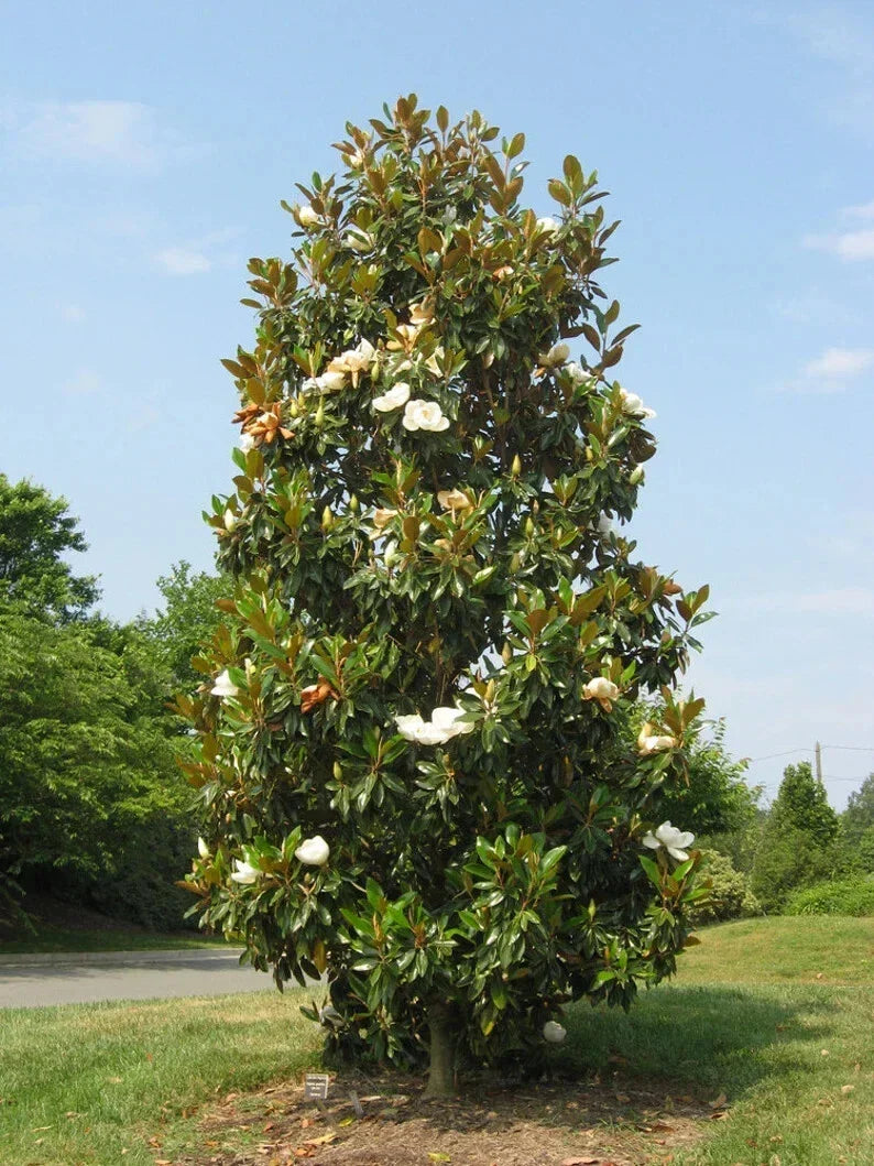Southern Magnolia Tree - 20-28 Inch Well-Rooted Bracken's Brown Beauty Magnolia grandiflora