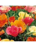 California Poppy Seeds - Mix, Flowering Annual, Eschscholzia californica, Colorful Wildflower Seeds for Garden Planting