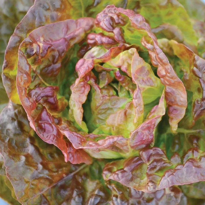 Bronze Mignonette Butterhead Lettuce Seeds – Lactuca Sativa – Heirloom, Compact Head, Bronze-Hued Leaves, 250 Seeds for Garden & Container Planting