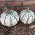 Silver Edge Pumpkin Seeds - Exotic Striped Squash, Cucurbita pepo, Easy to Grow, 10 Pack