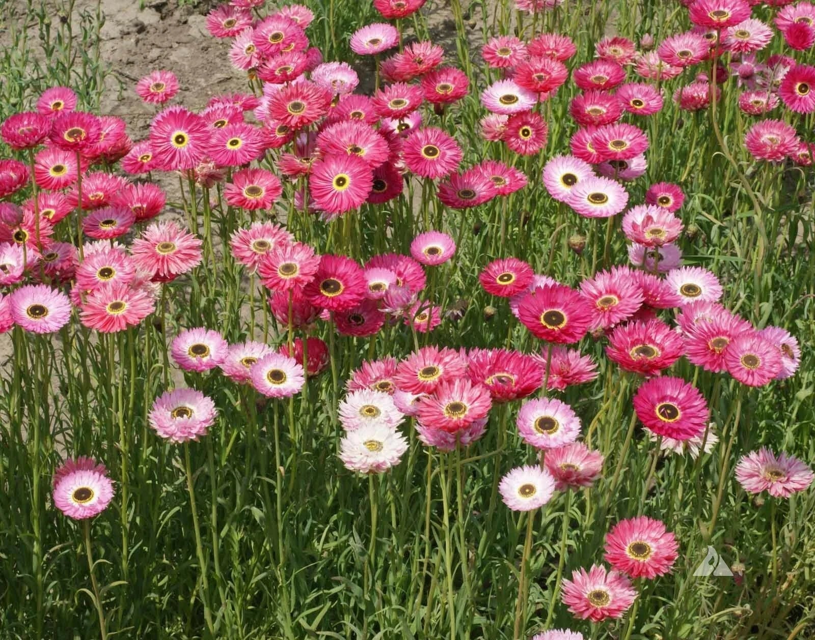 Pink Paper Daisy Seeds - Non-GMO Xerochrysum bracteatum for Pollinators & Crafts, 200 Seeds