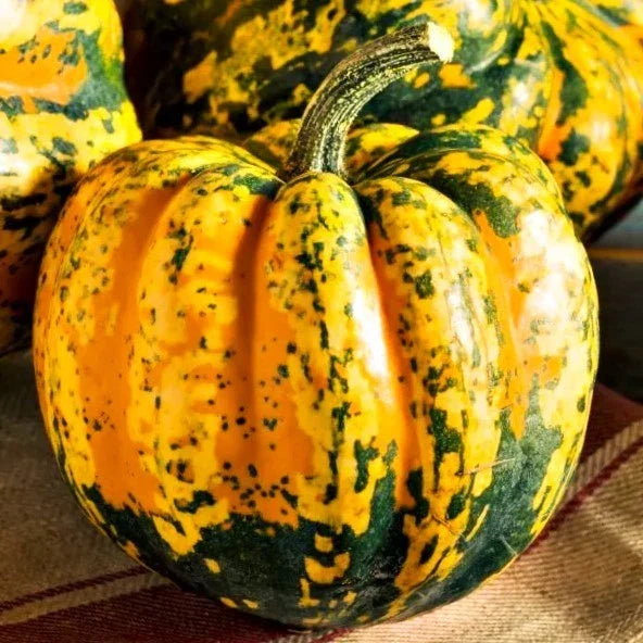 Carnival Squash Seeds - Delicata Acorn Variety for 2025 Planting, Cucurbita pepo, Vining, Seasonal Harvest, Non-GMO