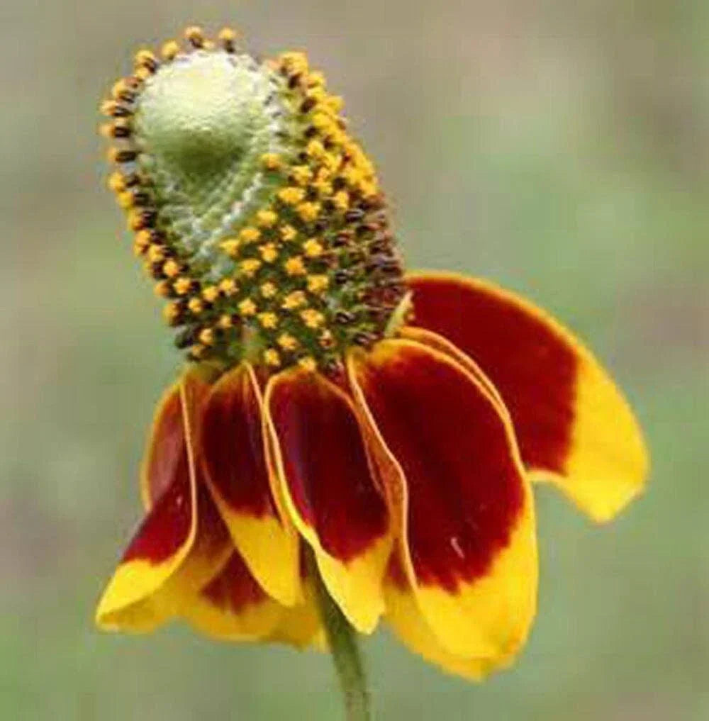 Mexican Hat Coneflower Seeds - 500+ Ratibida columnifera Prairie Wildflower Seeds for Garden, Attracts Pollinators
