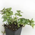Chocolate Mint Herb Plant Roots - 4 Plants Mentha x piperita 'Chocolate' Aromatic Herb for Gardens & Pots