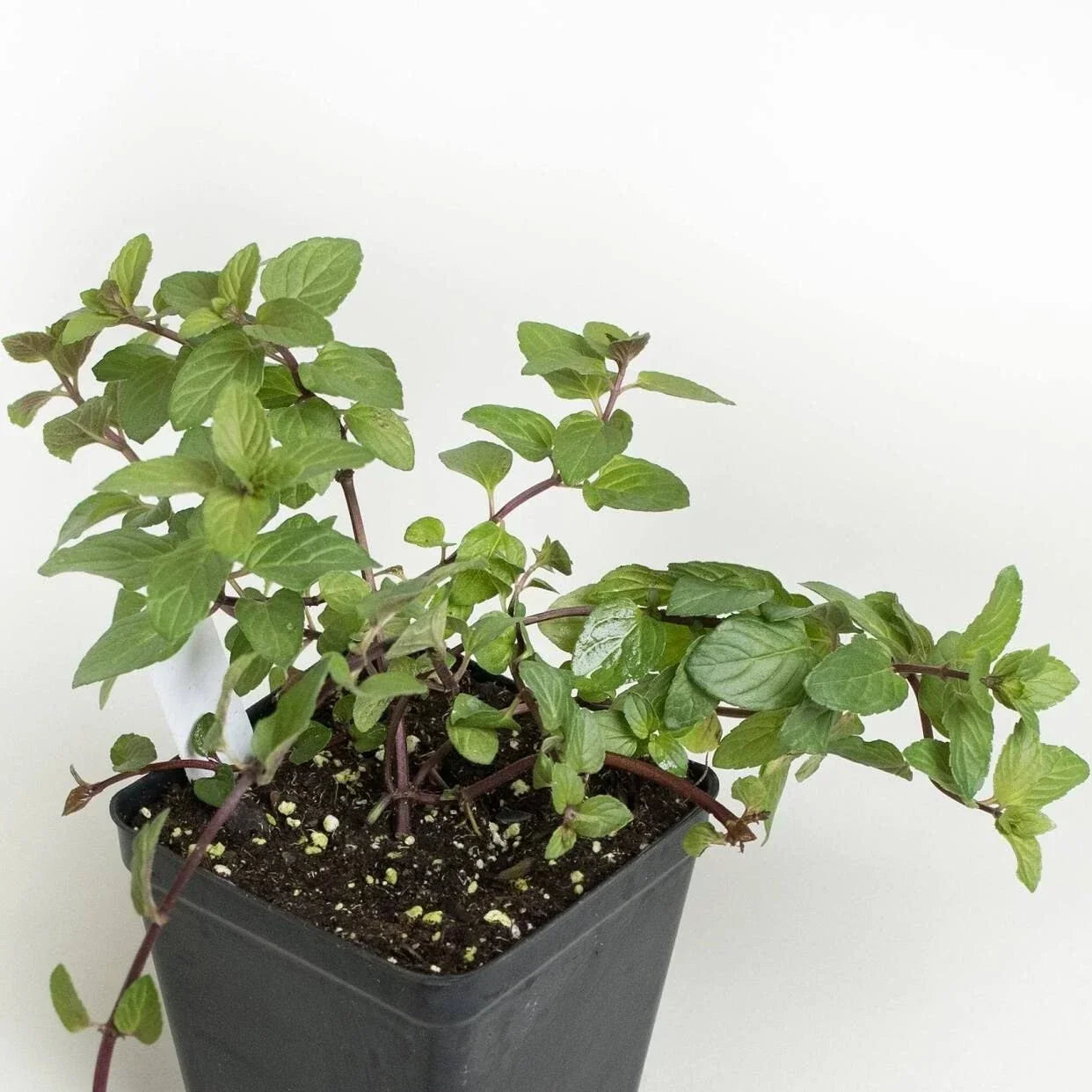 Chocolate Mint Herb Plant Roots - 4 Plants Mentha x piperita 'Chocolate' Aromatic Herb for Gardens & Pots