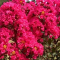 Crape Myrtle Cuttings - 8 Heirloom Deep Rich Pink Cuttings - Lagerstroemia indica