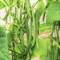 Bulk Blue Lake FM1K Green Bean Seeds - Pole Climbing Vegetable Seeds for Home Gardening, Phaseolus vulgaris