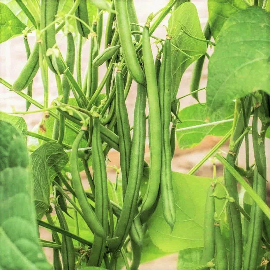 Bulk Blue Lake FM1K Green Bean Seeds - Pole Climbing Vegetable Seeds for Home Gardening, Phaseolus vulgaris