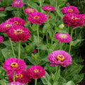 Purple Prince Zinnia Seeds – Pack of 100+ for Garden Planting, Vibrant Purple Blooms, Zinnia elegans, Attracts Pollinators, Easy to Grow