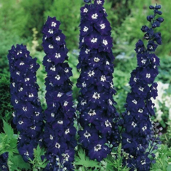 Dark Blue Delphinium Seeds - Perennial Garden Flower Seeds - Delphinium elatum - Summer Blooming, Attracts Pollinators