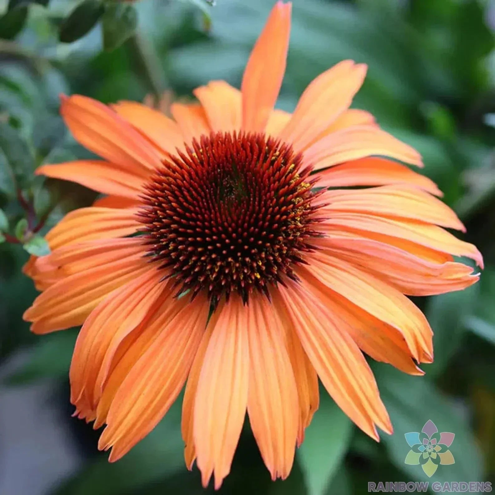 Prairie Blaze Rudbeckia Seeds - 200+ Pack, Black-eyed Susan, Rudbeckia hirta, Perennial Garden Flower, Bright Yellow & Orange