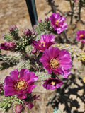 Cylindropuntia Imbricata Cuttings 12 Pack | Tree Cholla Succulent Cactus for Gardens & Landscaping