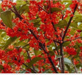 Beni Kin Mokusei Red Sweet Tea Olive Plant - Rooted Starter - Osmanthus fragrans - Fragrant Evergreen Shrub