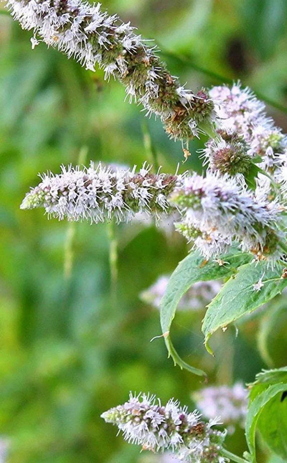 Peppermint Plant Lot of 2 | Perennial Bare Root Herbs | Mentha piperita Starter Plants for Culinary & Tea