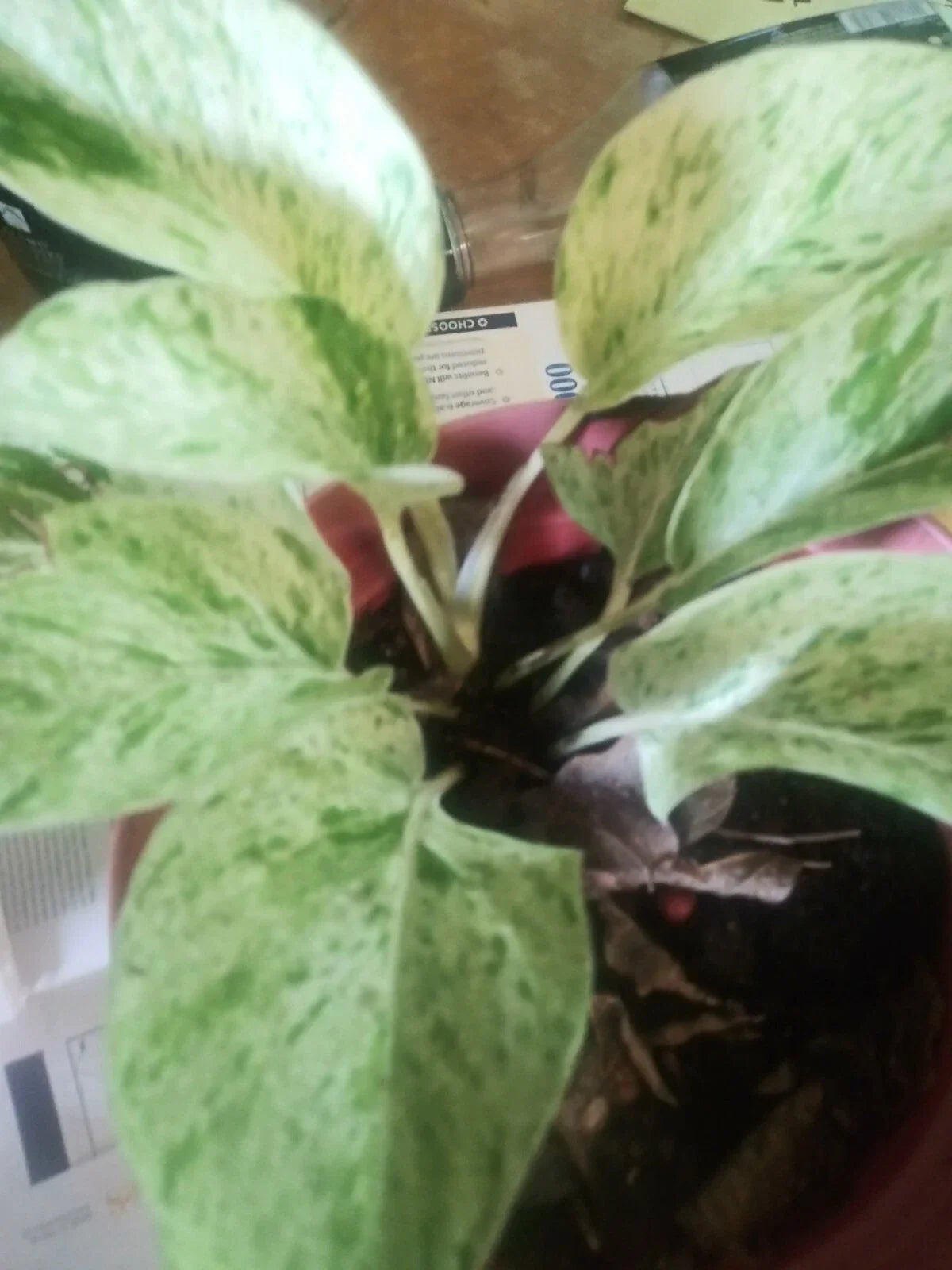 Marble Queen Pothos Plant 4-inch Pot Variegated Green White Epipremnum aureum Indoor Houseplant