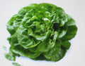 Butterhead Lettuce Seeds - Buttercrunch Variety - 200 Count - Heirloom Lactuca sativa for Salad and Container Gardening