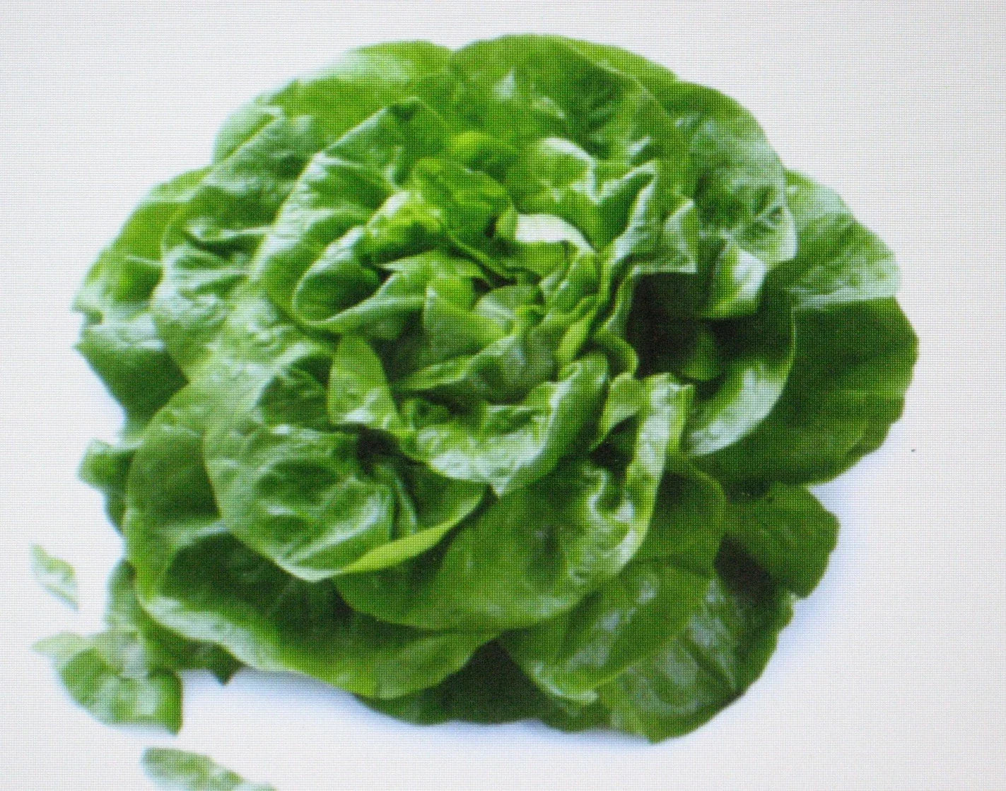 Butterhead Lettuce Seeds - Buttercrunch Variety - 200 Count - Heirloom Lactuca sativa for Salad and Container Gardening