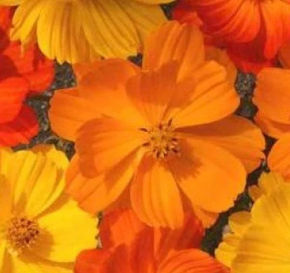 Cosmos Seeds 30 Pack Bright Lights Mix - Cosmos bipinnatus Annual Flower Seeds for Garden, Borders, Containers