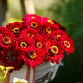 Zinnia Seeds 200 Count - Meteor Burgundy Red Flowers for Pollinators & Butterflies - Non-GMO Zinnia elegans Garden Seeds