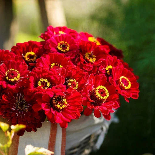 Zinnia Seeds 200 Count - Meteor Burgundy Red Flowers for Pollinators & Butterflies - Non-GMO Zinnia elegans Garden Seeds