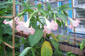 Angel Trumpet Live Plant – 3 Pink Rooted Plants in Pots – Brugmansia spp. – Fragrant, Pollinator-Attracting Garden Shrubs