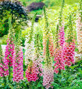 Foxglove Seeds Excelsior Mix - 500 Non-GMO Digitalis purpurea for Sun & Shade Gardens
