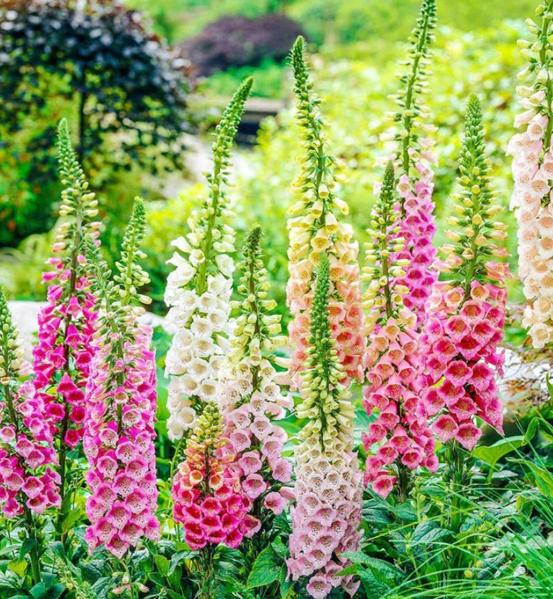 Foxglove Seeds Excelsior Mix - 500 Non-GMO Digitalis purpurea for Sun & Shade Gardens