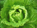 Bok Choy Seeds - Michihili Napa Chinese Cabbage - Heirloom Vegetable for Home Gardening - Brassica rapa subsp. pekinensis