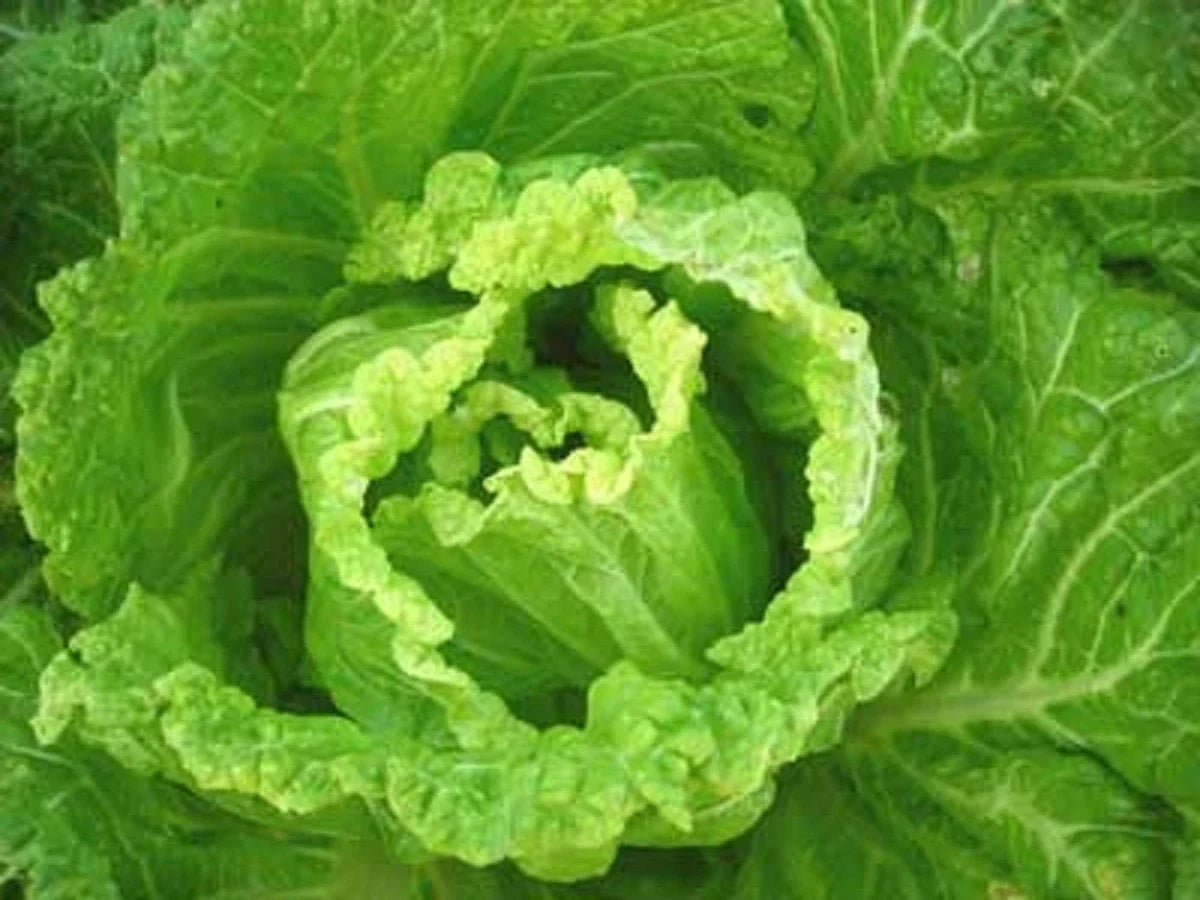 Bok Choy Seeds - Michihili Napa Chinese Cabbage - Heirloom Vegetable for Home Gardening - Brassica rapa subsp. pekinensis