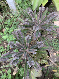 Mother of Millions Succulent Cuttings - Over 10 Kalanchoe daigremontiana Plantlets for Indoor Gardening