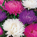 Giants of California Aster Seeds | Non-GMO Flower Seeds for Garden | Aster chilensis | Vibrant Blooms & Pollinator Attractant