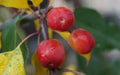 25+ Rudolph Crabapple Seeds for Garden Planting - Malus 'Rudolph' - Easy to Grow, Compact, Pink Flowers, Edible Fruit