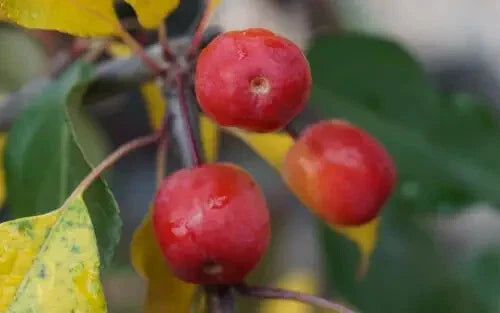 25+ Rudolph Crabapple Seeds for Garden Planting - Malus 'Rudolph' - Easy to Grow, Compact, Pink Flowers, Edible Fruit